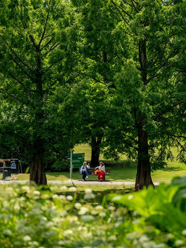 Trees by campus lake