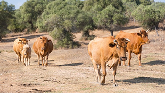 A herd of cows in a dry farm