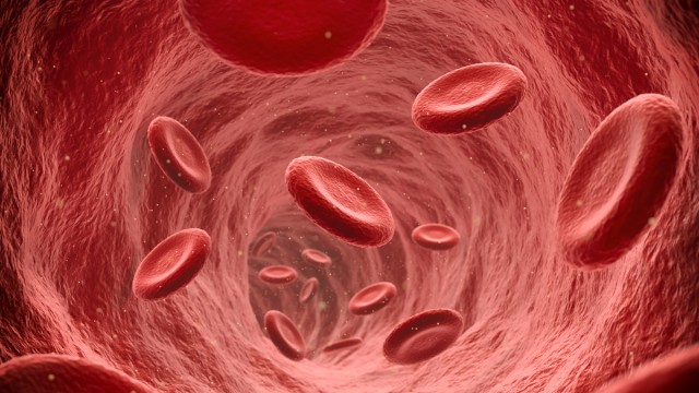 Red blood cells in a blood vessel