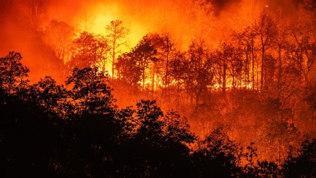 Wildfire in a forest 