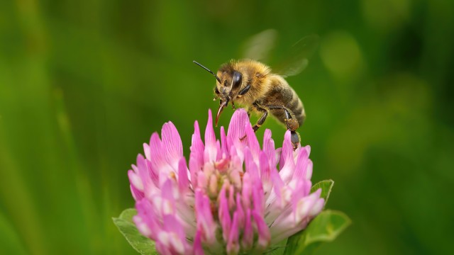Bee on flower