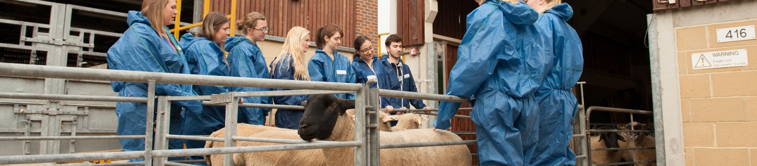 Students looking at a sheep