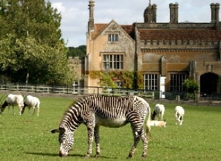 A zebra feeds on the grass at Marwell Zoo