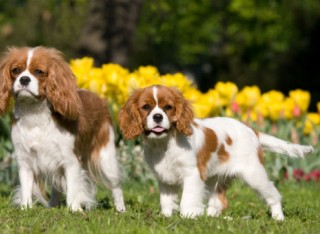King Charles spaniels