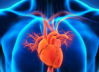 Illustration of heart