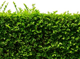 A healthy green hedge