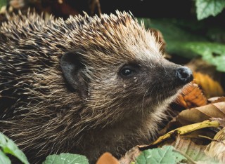 Hedgehog in leaves