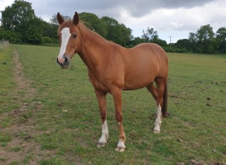 Ruby the pony, standing in a field