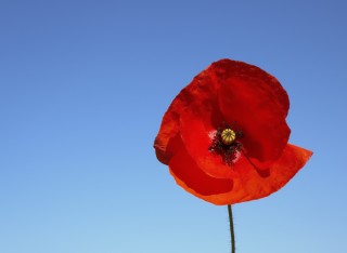 Remembrance day