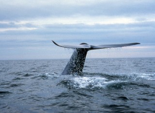 Blue whale