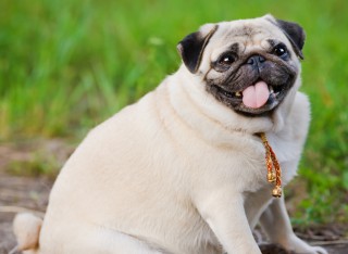 An overweight pug