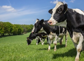Dutch Holstein Zwartbont cows on a green grass meadow hill
