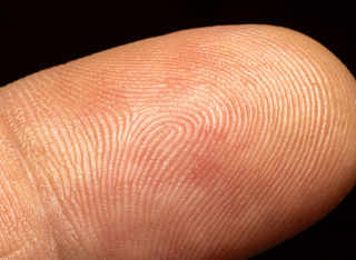 close up of a fingertip showing the fingerprint