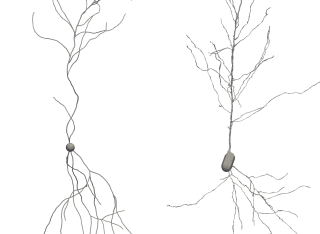 Neuron growth
