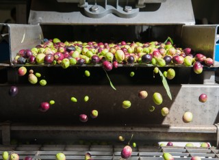 Olives passing through a mill
