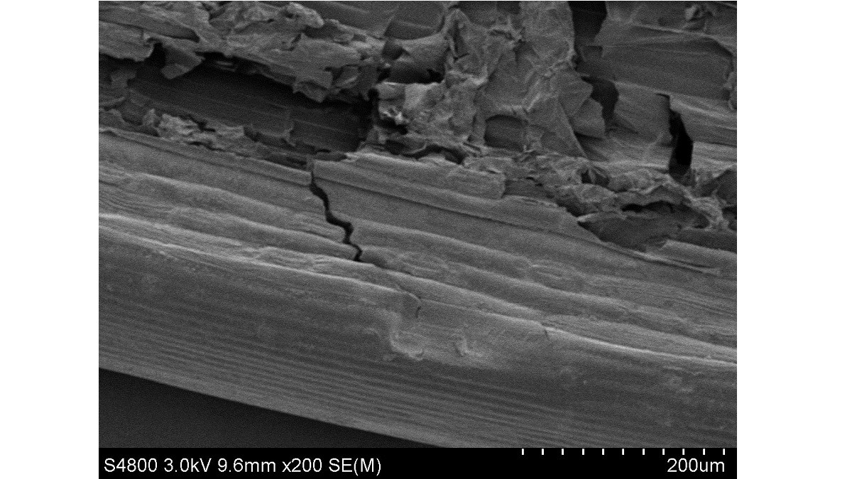 Pitting and cracking on wheat straw caused by ultrasonic cavitation 