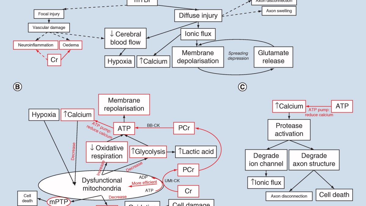 Creatine & Concussion
