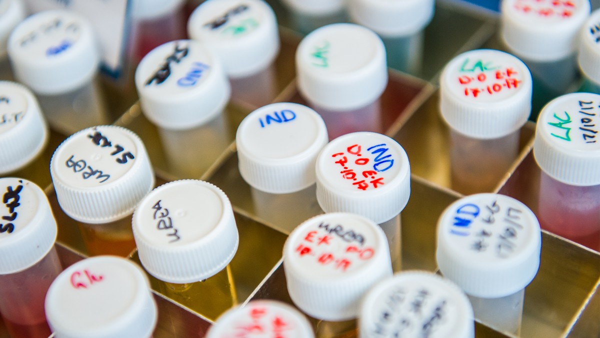 Testubes in rack containing chemicals