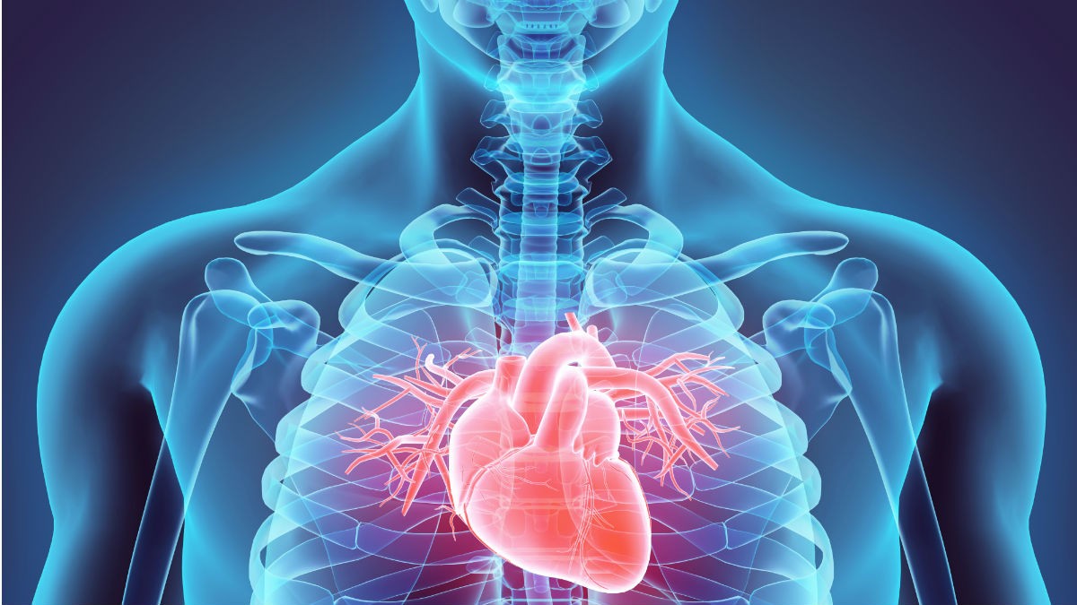 Illusted x-ray of the human torso with the heart