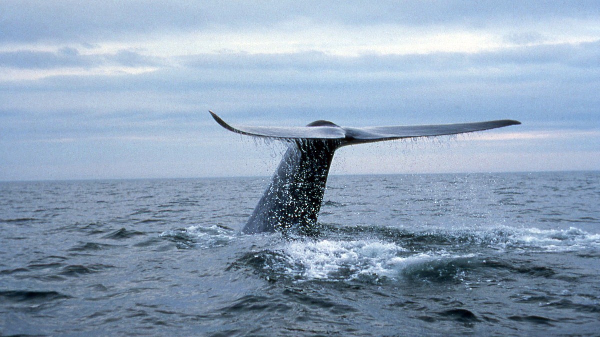 Blue whale