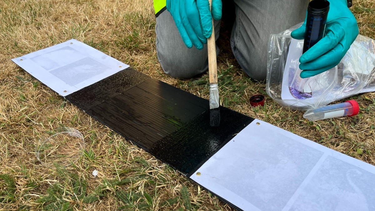 Volunteer sets up hedgehog tunnel 