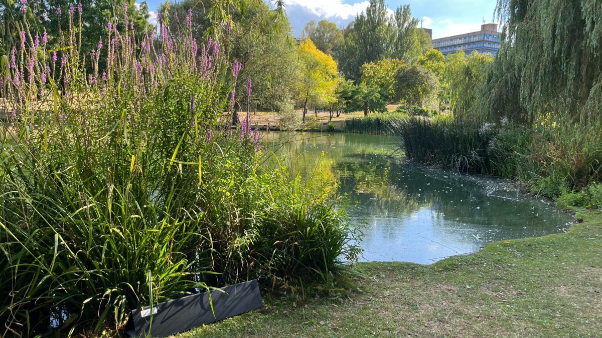 Hedgehog tunnel by the lake