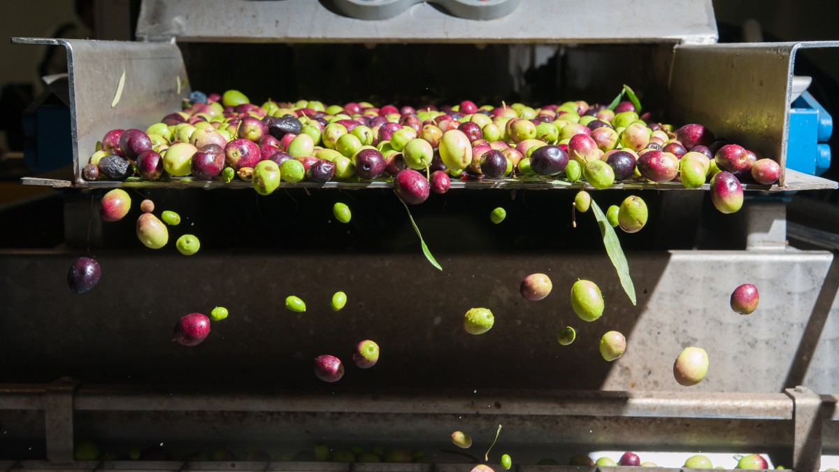 Olives passing through a mill