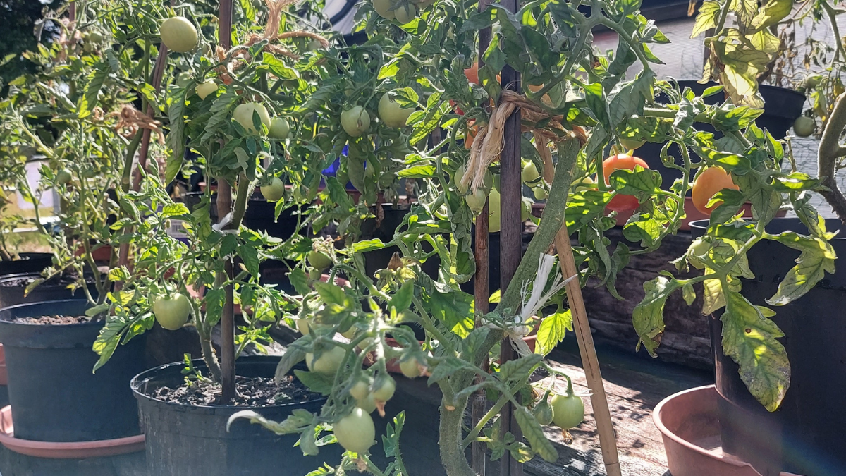 Tomatoes from community garden