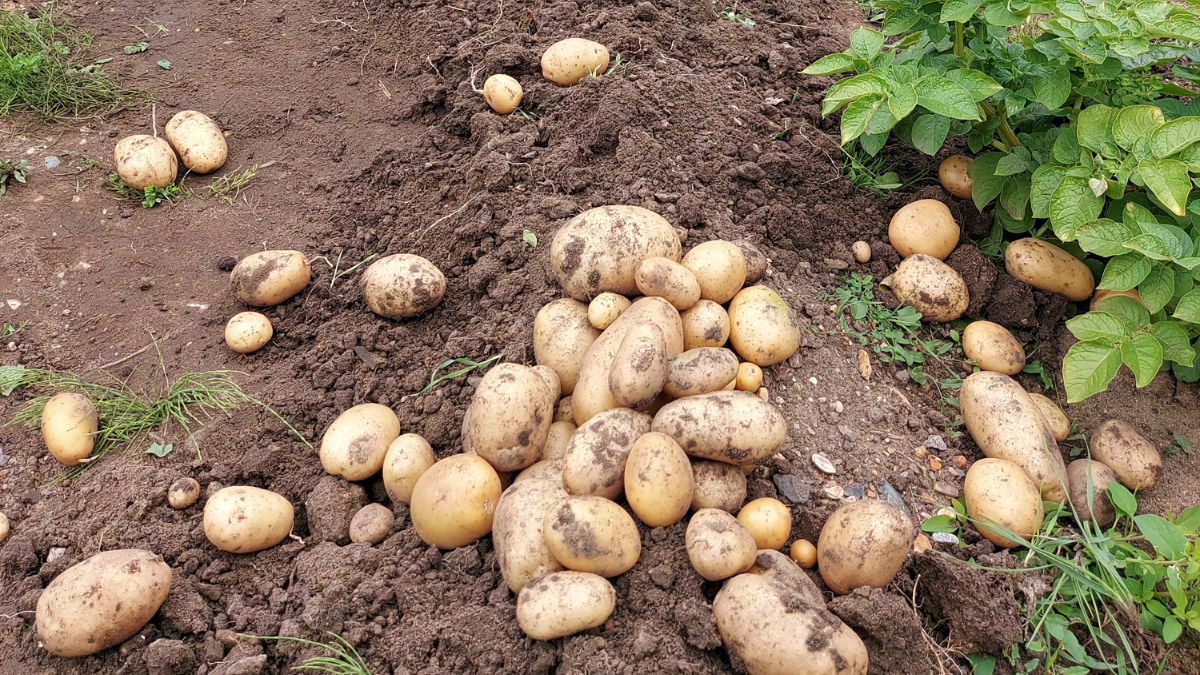 Potato harvest from community garden
