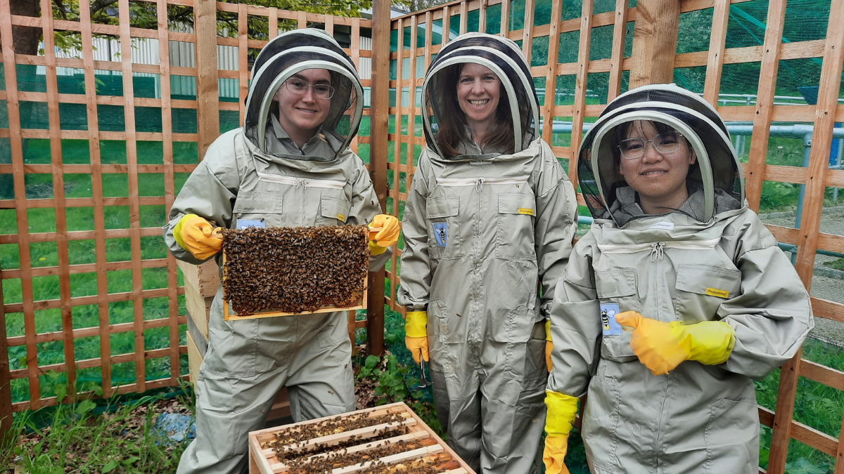 Beehive inspections