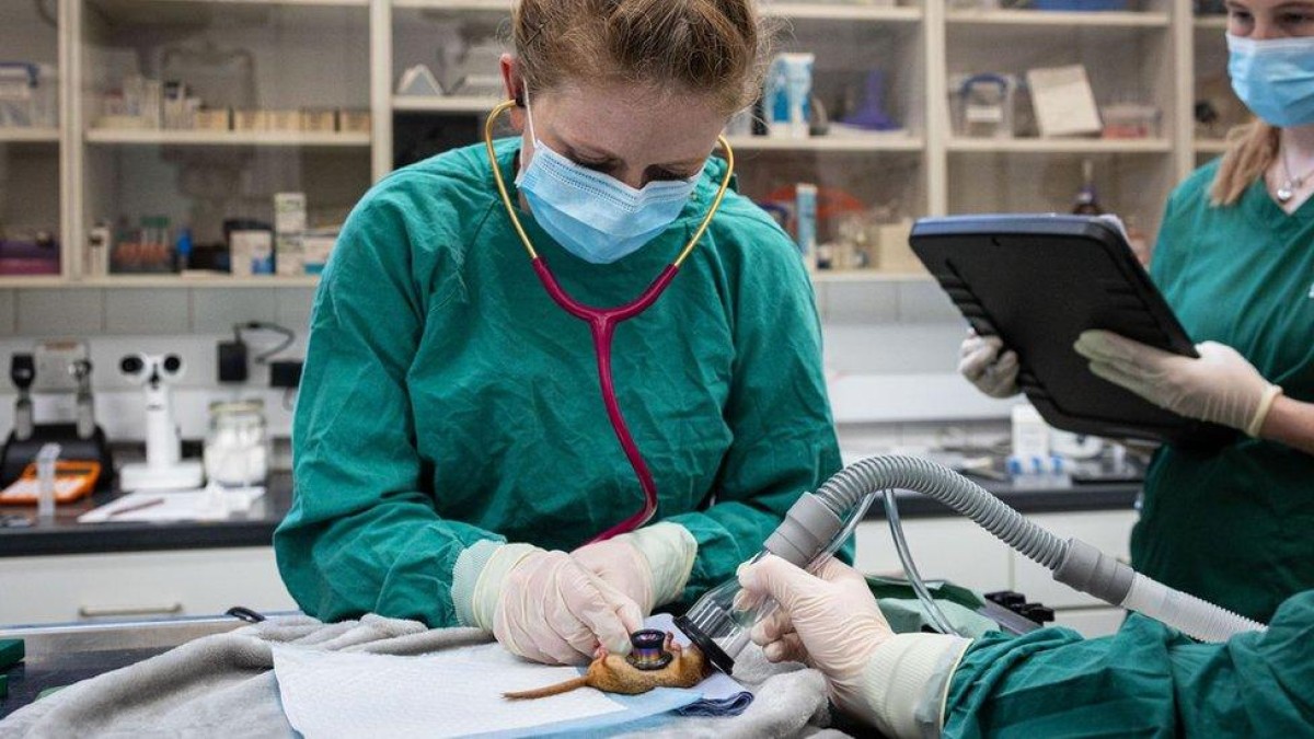 Vet uses stethoscope to listen to the chest of a dormouse